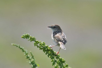 Sun, 4/18/2021 Birding report at 多摩川