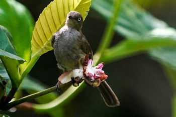 メジロチャイロヒヨ Central Catchment Nature Reserve 2021年5月23日(日)