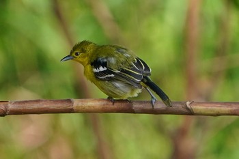 2021年5月23日(日) Sungei Buloh Wetland Reserveの野鳥観察記録