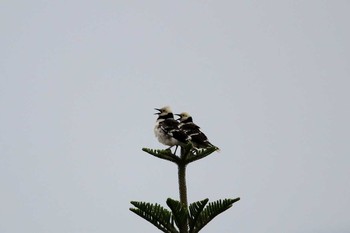 Black-collared Starling マイポ(香港) Sun, 2/19/2017