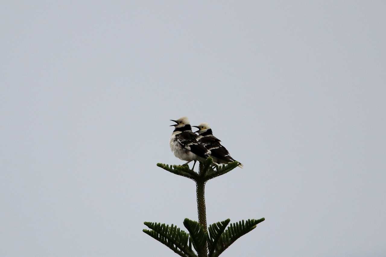 Black-collared Starling