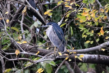 Black-crowned Night Heron マイポ(香港) Sun, 2/19/2017