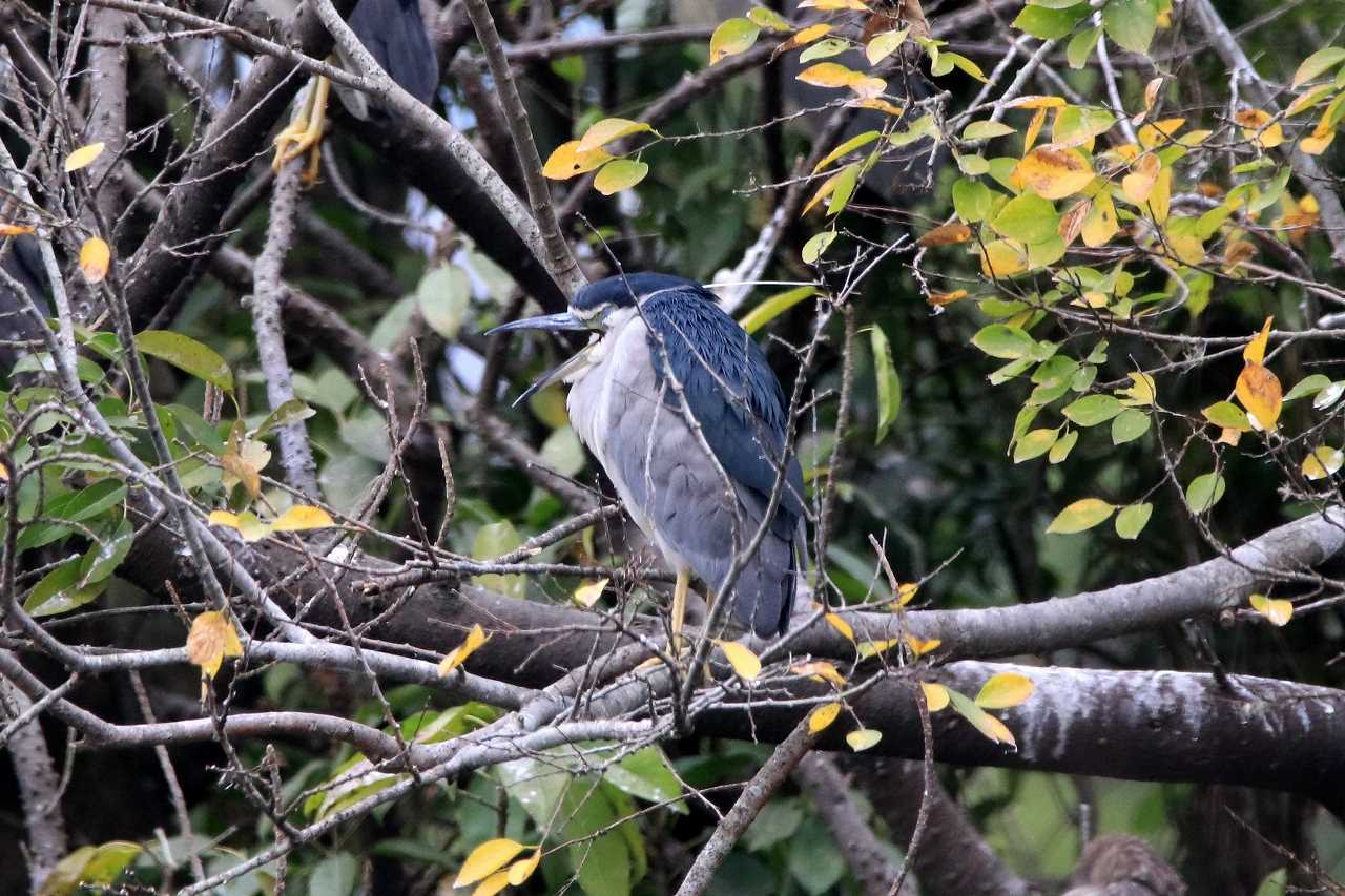 Black-crowned Night Heron