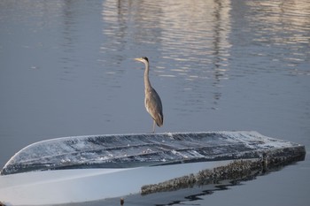 アオサギ 平潟湾 2021年5月14日(金)