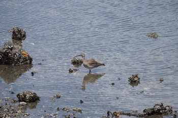 チュウシャクシギ 平潟湾 2021年5月15日(土)