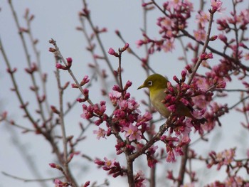 Warbling White-eye 長居公園 Fri, 3/10/2017