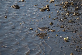 Grey-tailed Tattler 平潟湾 Sun, 5/23/2021