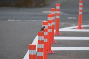 スズメ 鷹取川 2021年5月9日(日)