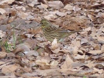 Masked Bunting Nagai Botanical Garden Fri, 3/10/2017