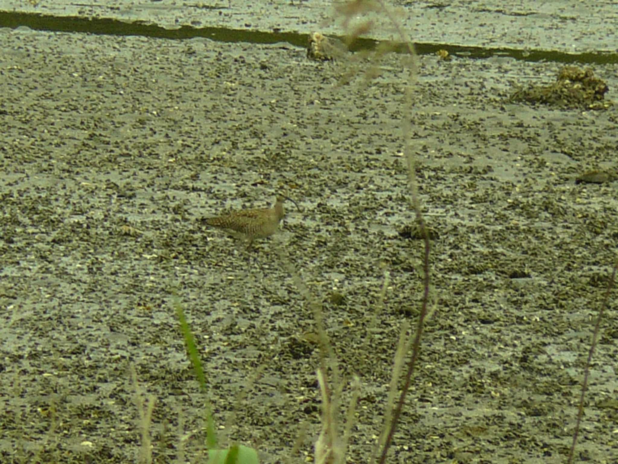 Eurasian Whimbrel