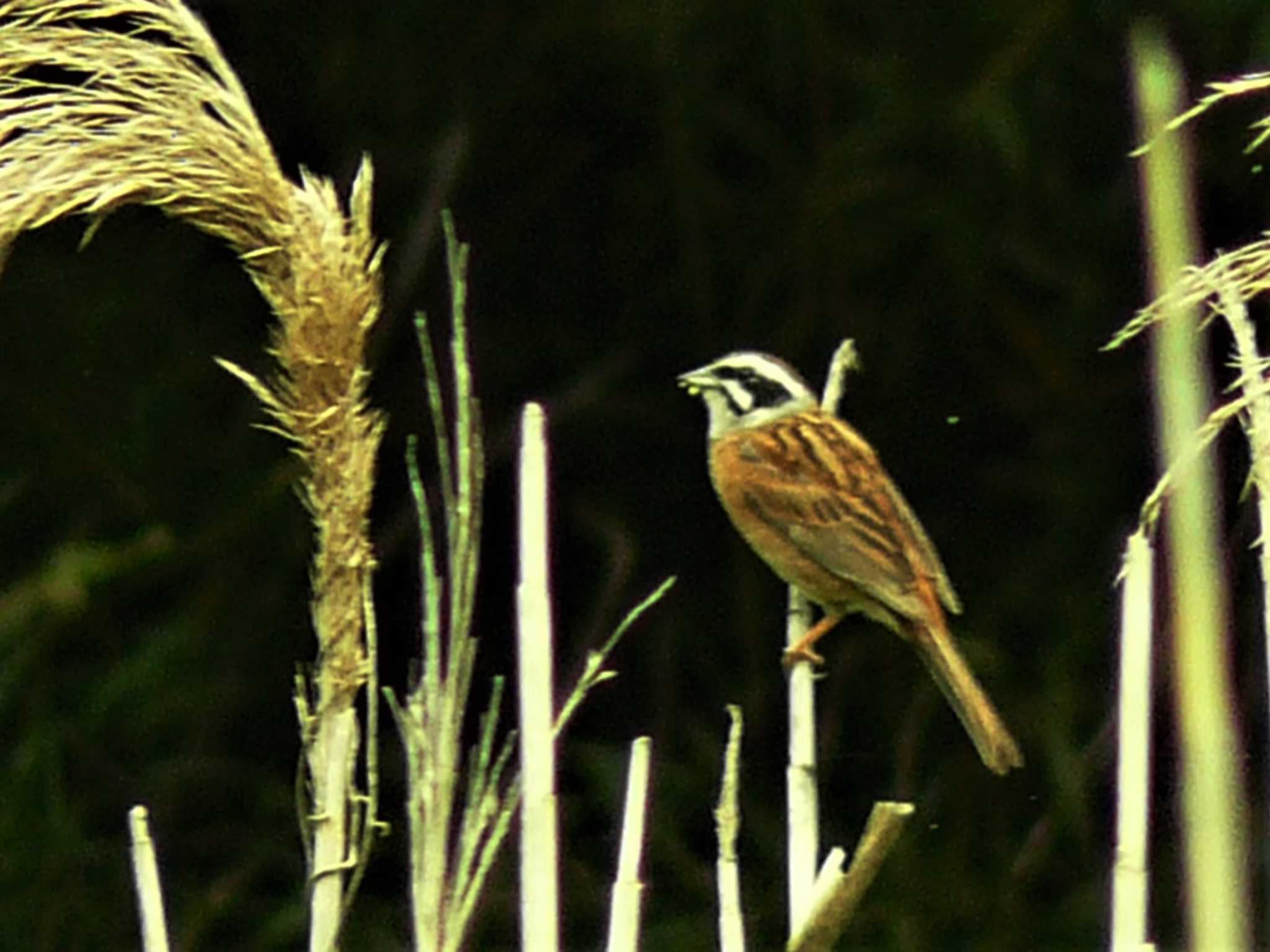 Meadow Bunting