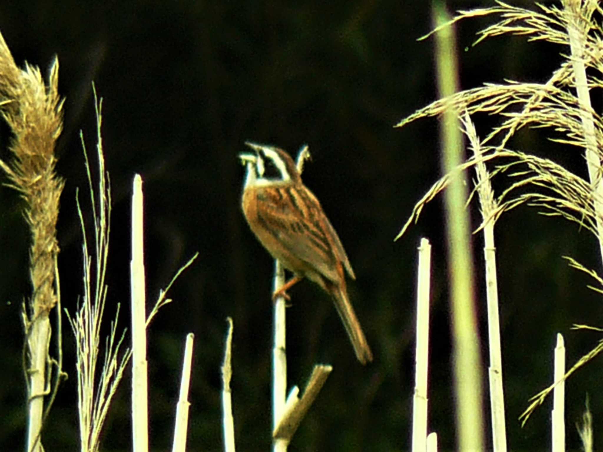 Meadow Bunting