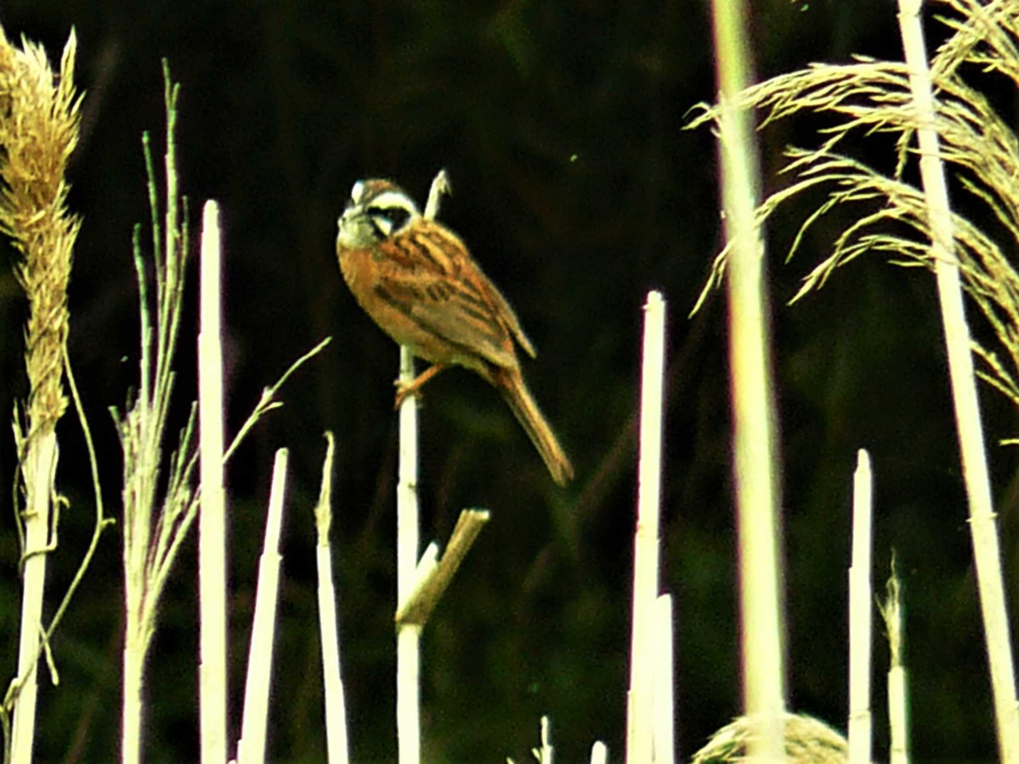 Meadow Bunting