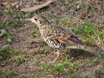 トラツグミ 長居公園植物園 2017年3月10日(金)