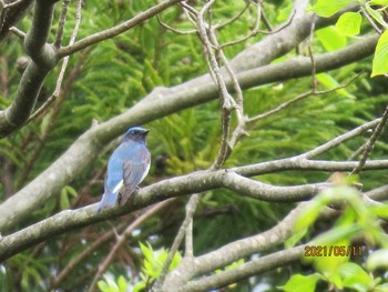 2021年5月11日(火) 北斗市の野鳥観察記録