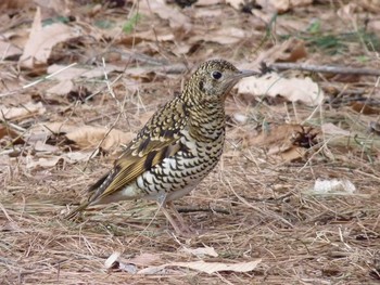 トラツグミ 長居公園植物園 2017年3月10日(金)