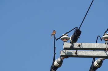 Meadow Bunting 泉南市 堀河ダム Sun, 5/23/2021