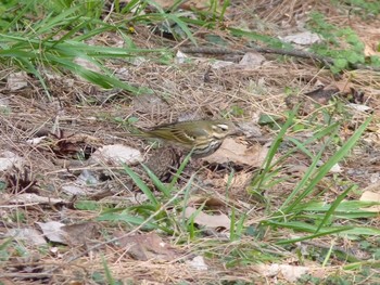 Olive-backed Pipit Nagai Botanical Garden Fri, 3/10/2017