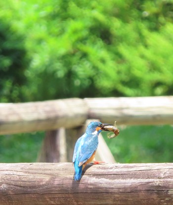 カワセミ 薬師池公園 2021年5月23日(日)