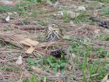 Olive-backed Pipit Nagai Botanical Garden Fri, 3/10/2017