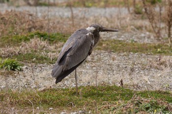 Grey Heron 城ヶ島 Tue, 3/7/2017