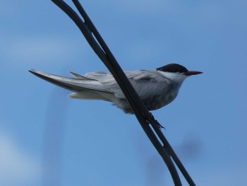 クロハラアジサシ 与論 2021年5月24日(月)