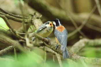 2021年5月23日(日) 野幌森林公園の野鳥観察記録