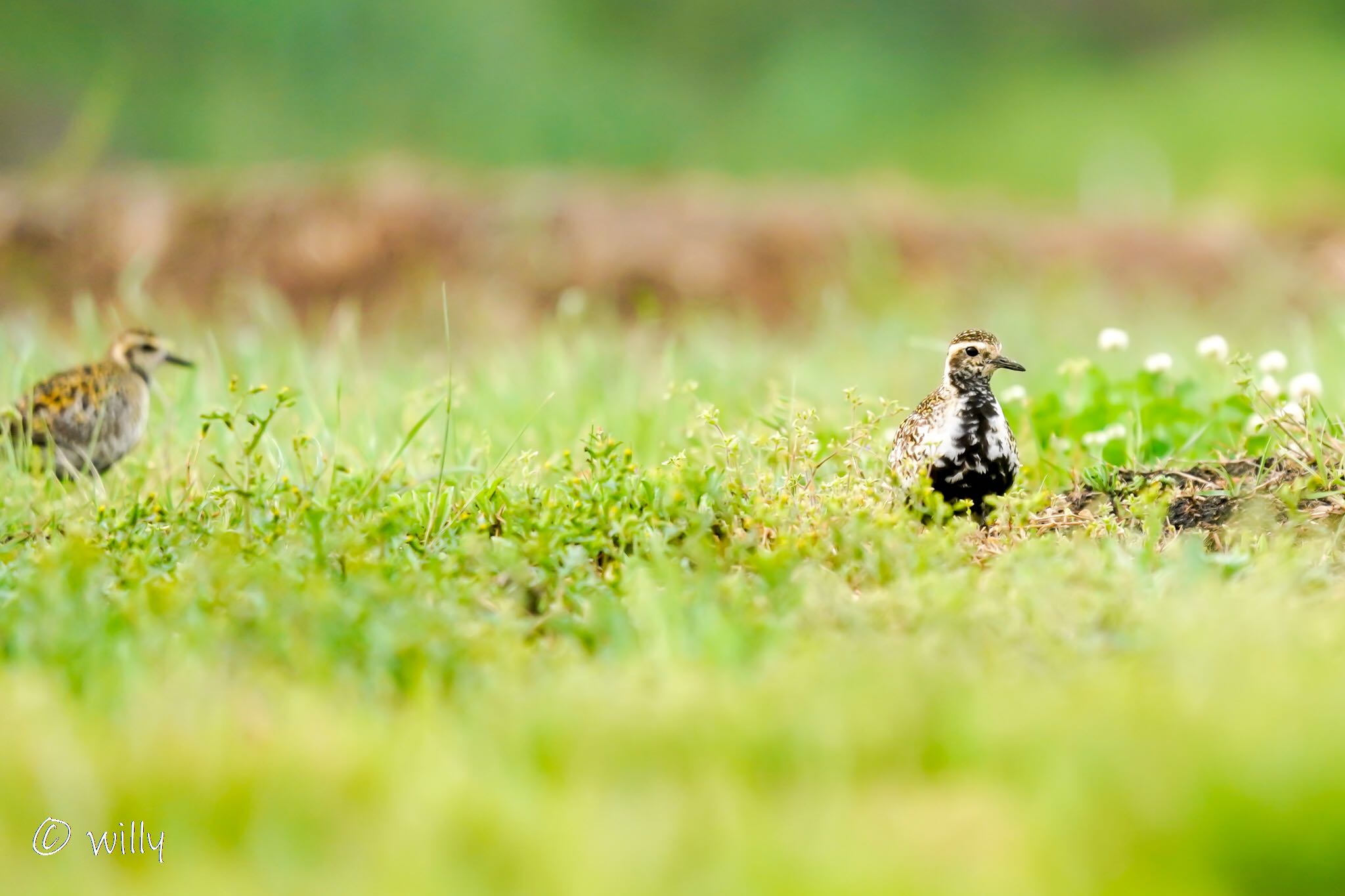 Photo of Pacific Golden Plover at  by willy