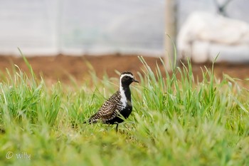 Pacific Golden Plover Unknown Spots Sat, 5/1/2021