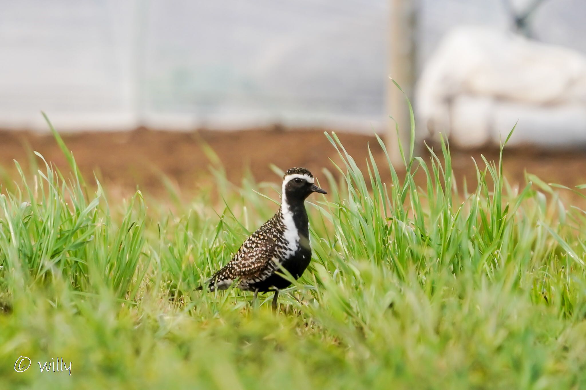 Photo of Pacific Golden Plover at  by willy