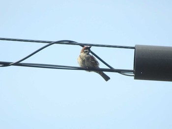 2021年5月24日(月) 家の前の野鳥観察記録