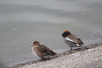 Eurasian Teal 相模原沈殿池 Fri, 3/10/2017