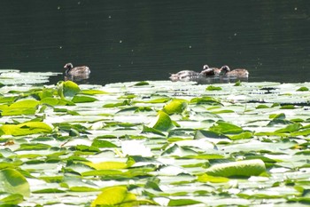 2021年5月23日(日) 三ツ池公園(横浜市鶴見区)の野鳥観察記録