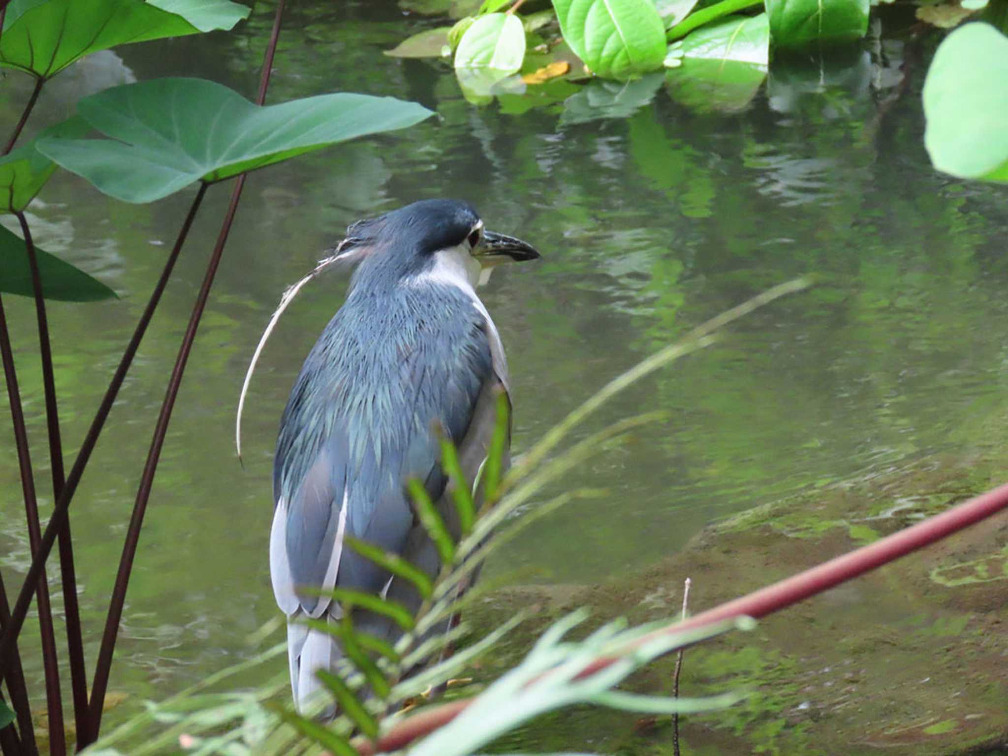 台北植物園 ゴイサギの写真 by Naomi♪