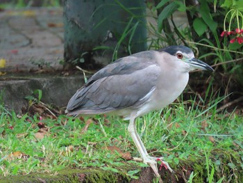 ゴイサギ 台北植物園 2019年9月17日(火)