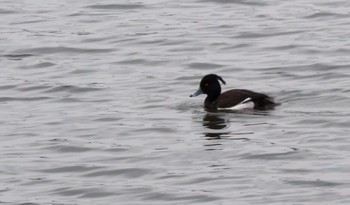 2017年3月10日(金) 相模原沈殿池の野鳥観察記録