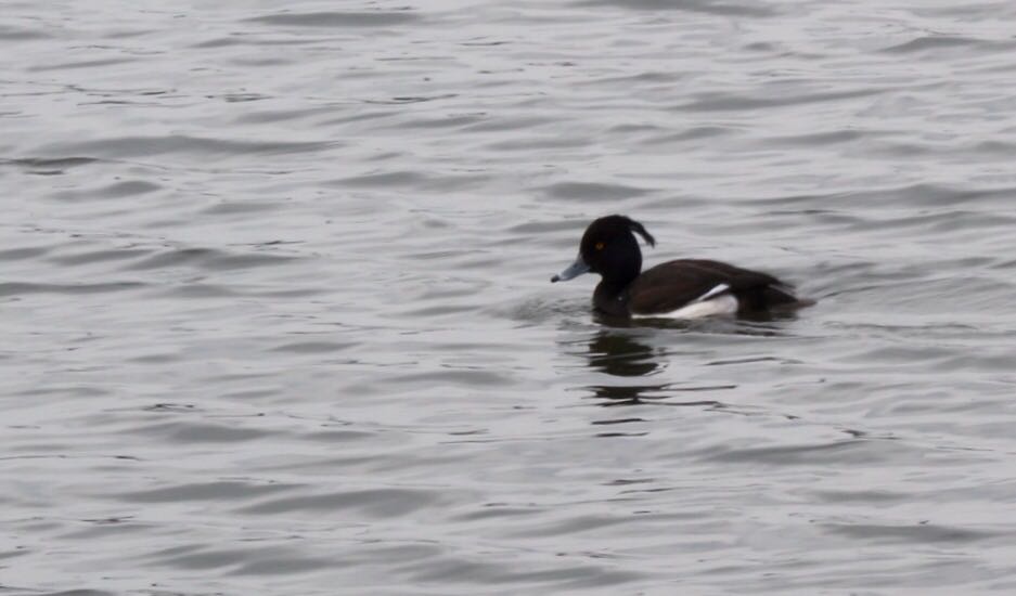 Photo of Tufted Duck at 相模原沈殿池 by Natsu