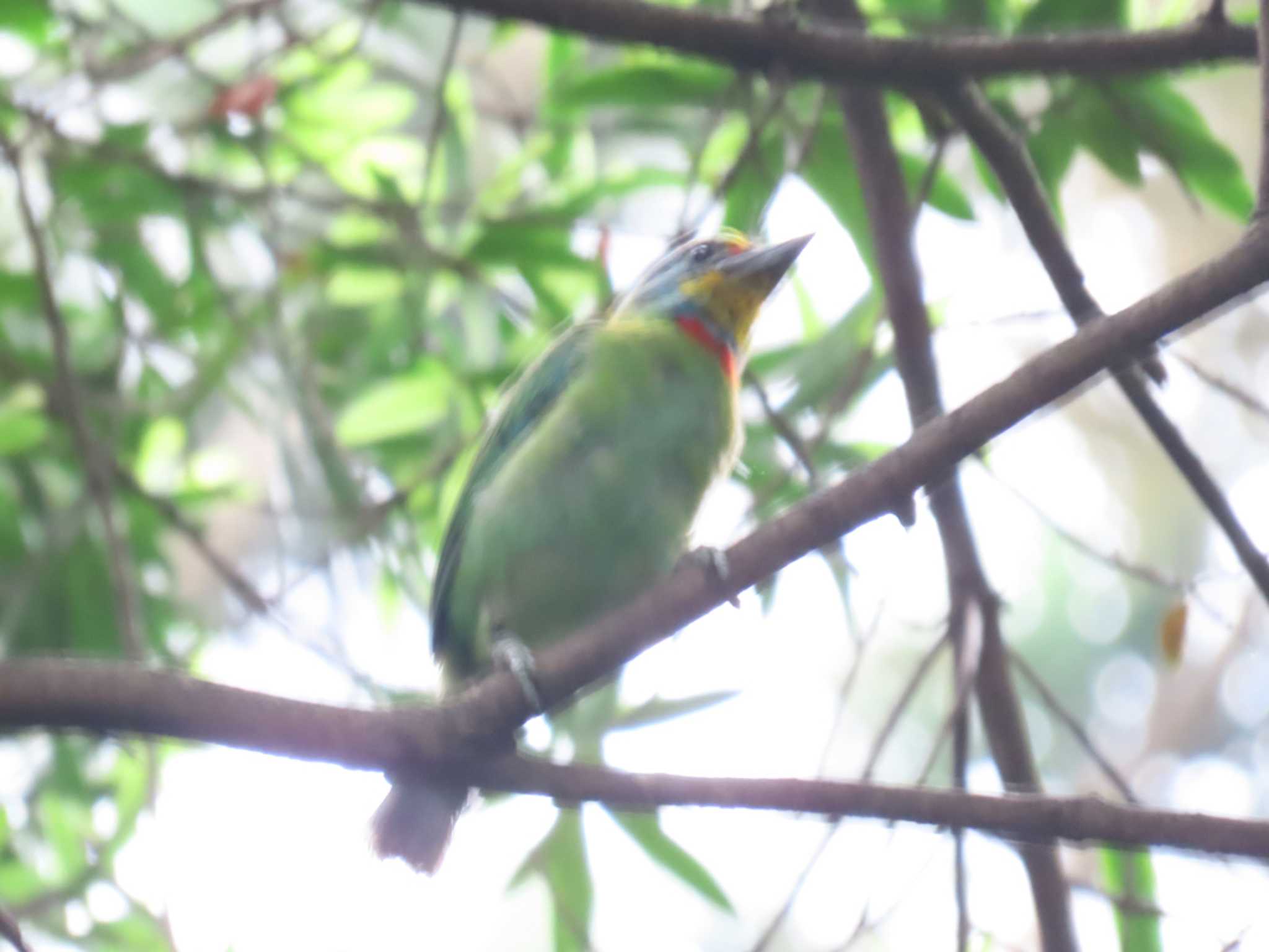 Photo of Taiwan Barbet at 台北植物園 by Naomi♪