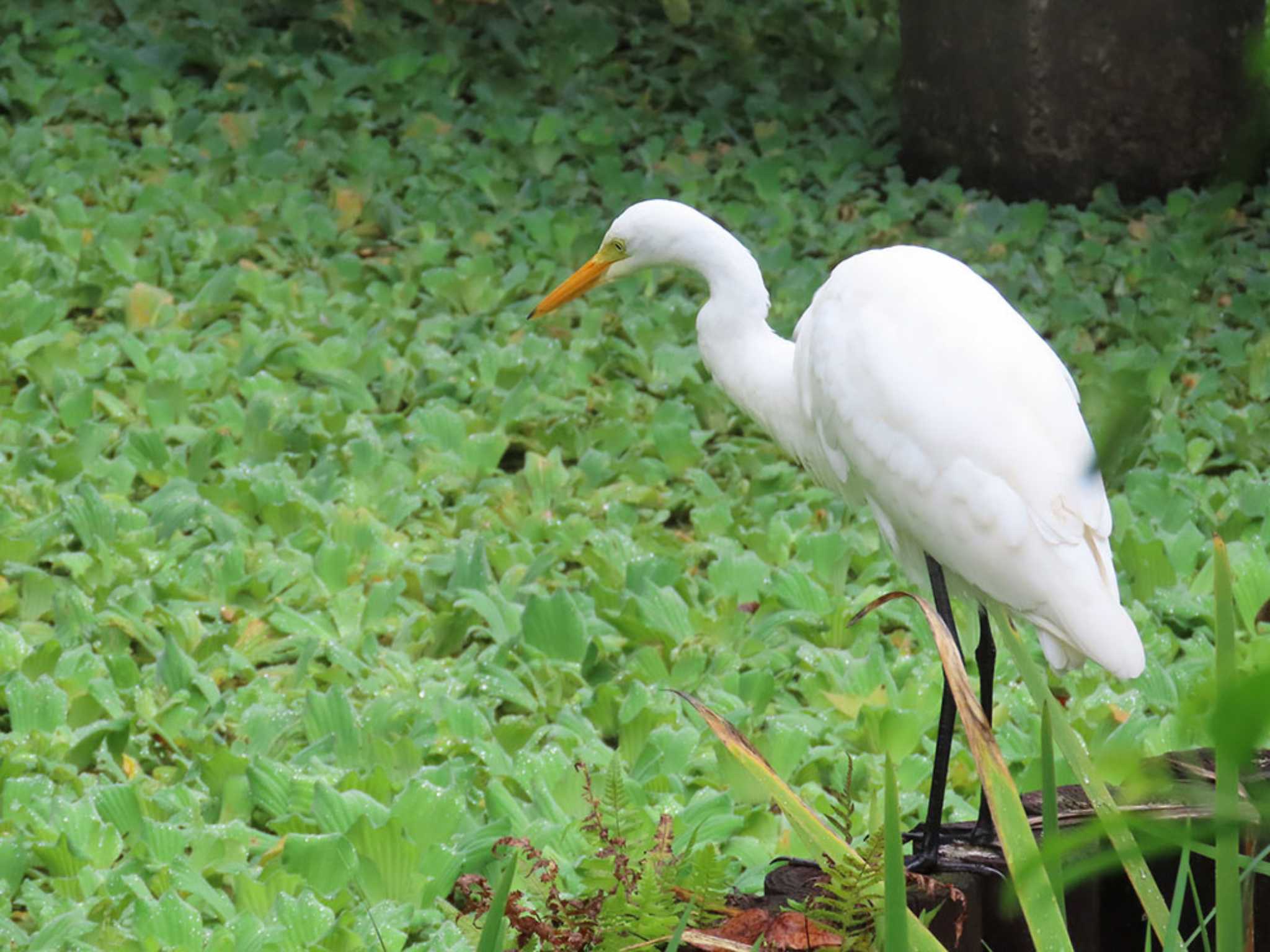 チュウサギ