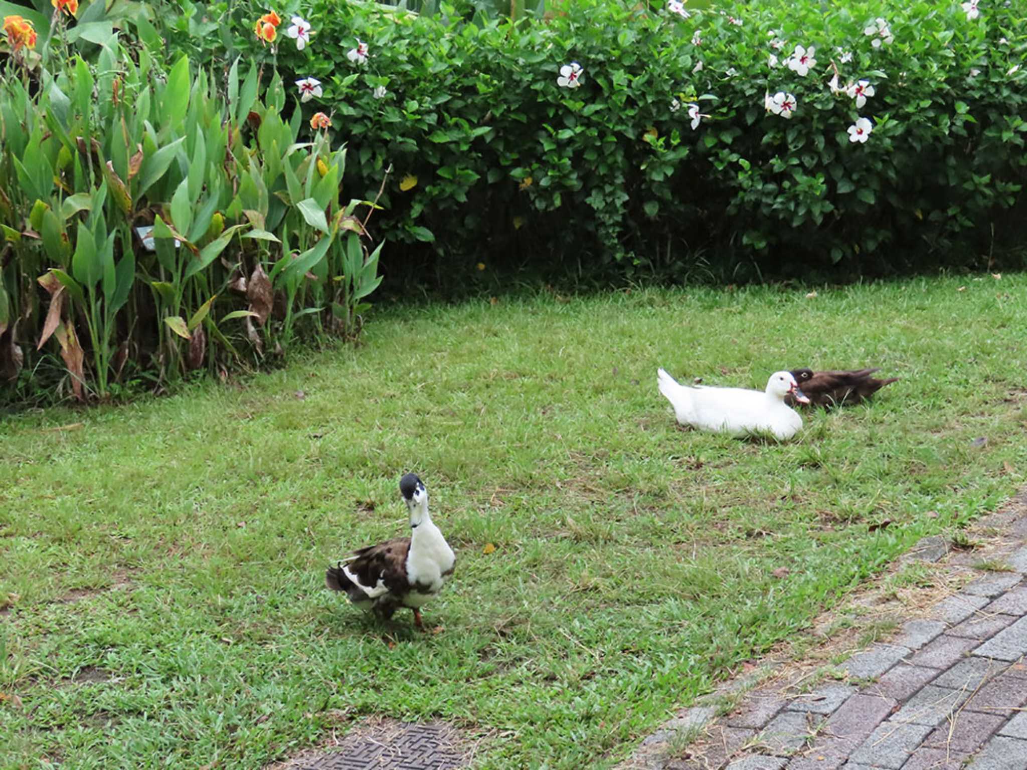 台北植物園 アヒルの写真 by Naomi♪