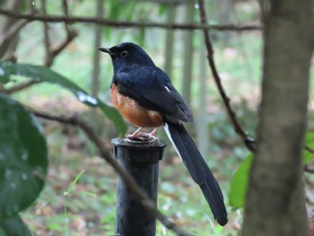 Mon, 9/16/2019 Birding report at 台北植物園