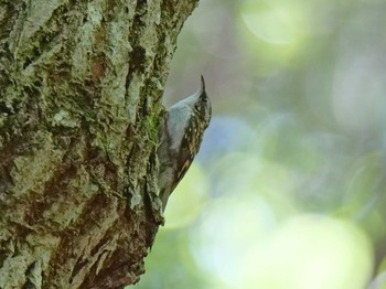 Sun, 5/23/2021 Birding report at 兵庫県