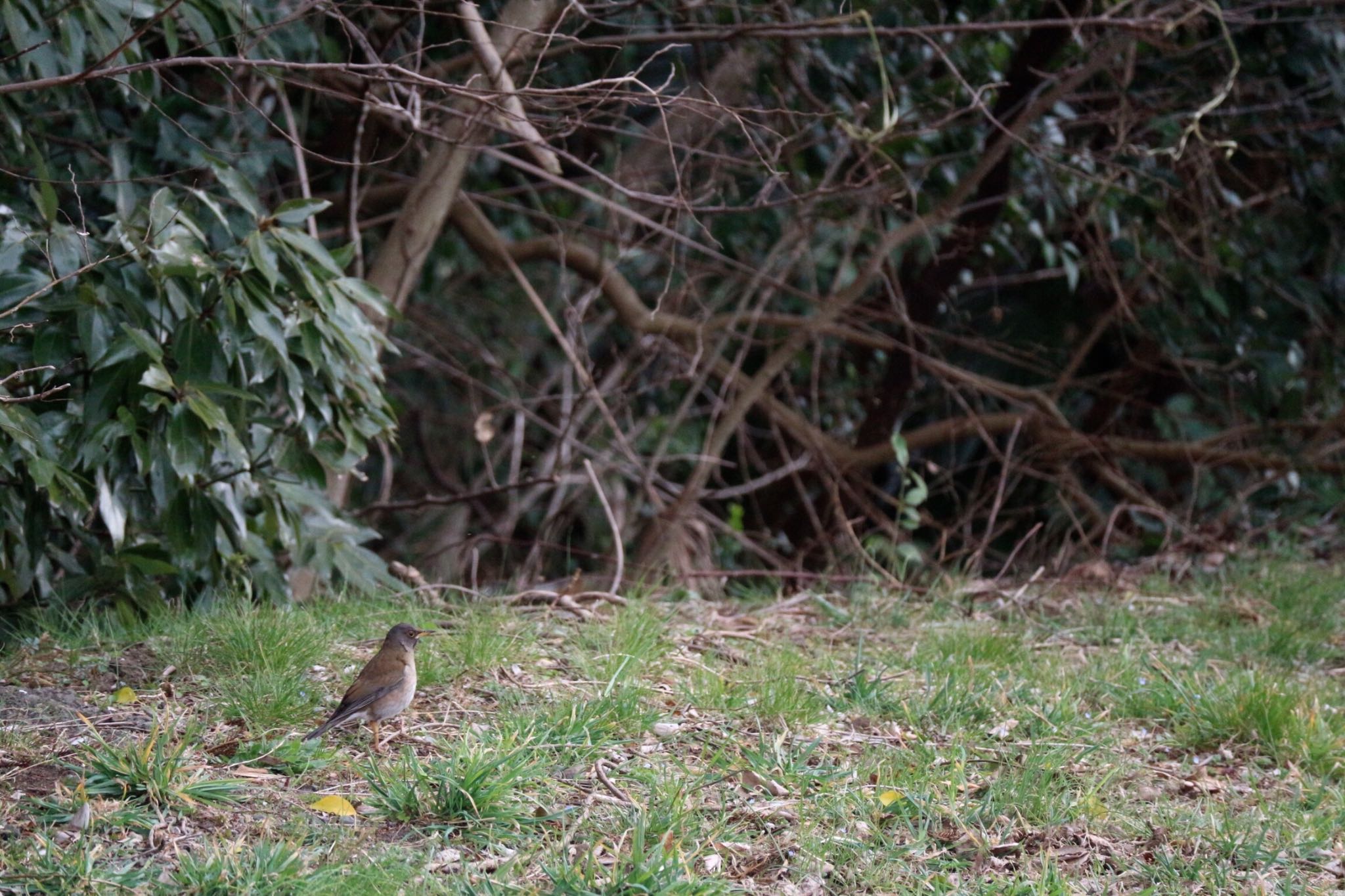 Photo of Pale Thrush at 相模原沈殿池 by Natsu