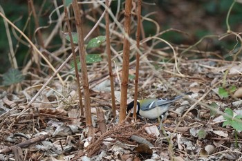 Japanese Tit 相模原沈殿池 Fri, 3/10/2017