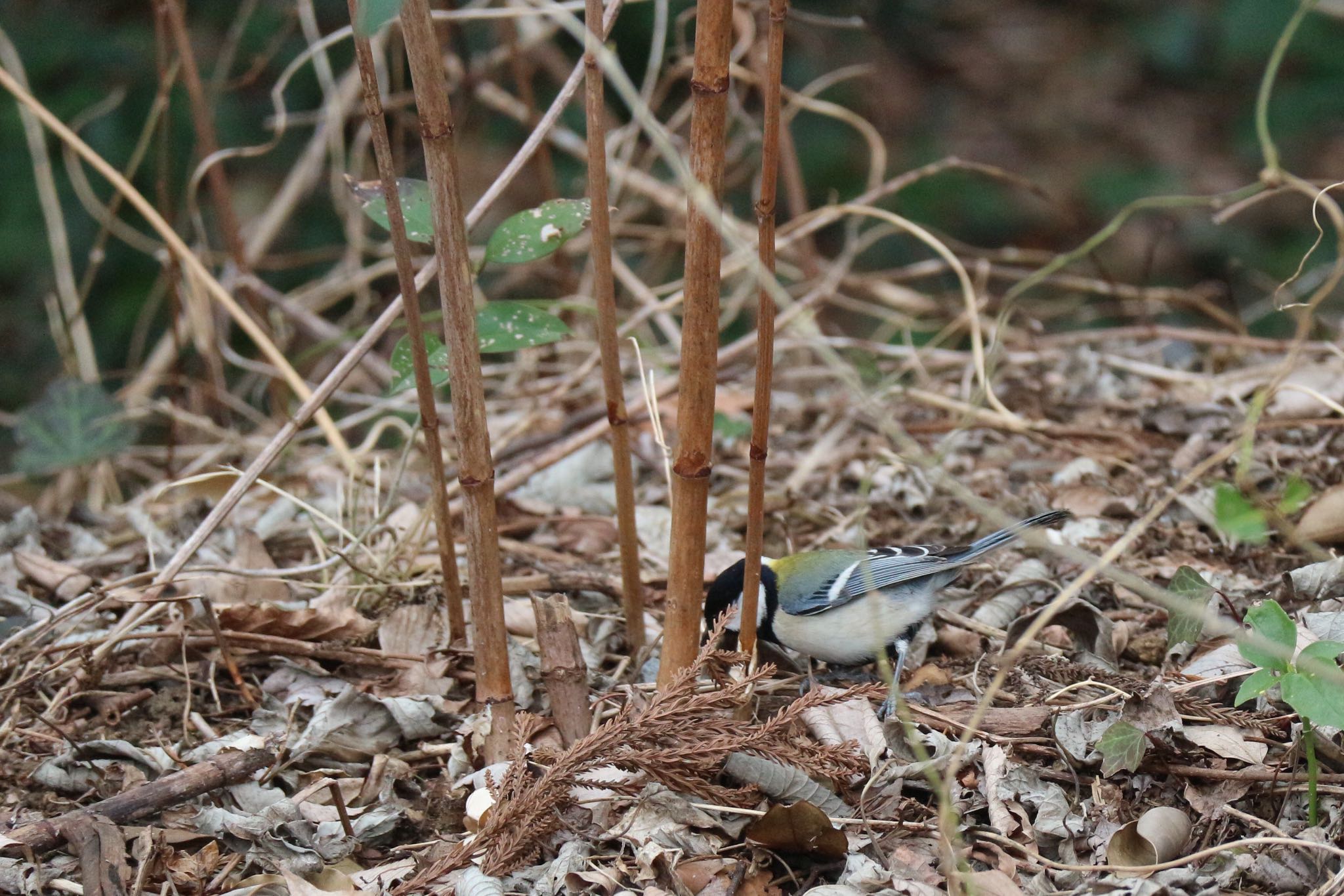 Photo of Japanese Tit at 相模原沈殿池 by Natsu