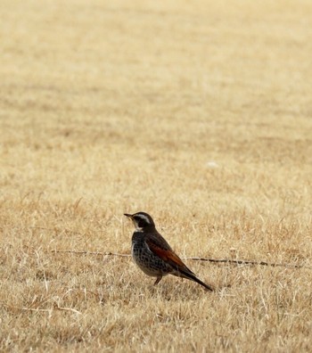 Dusky Thrush 相模原沈殿池 Fri, 3/10/2017