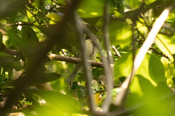 シジュウカラ 館山野鳥の森 2021年5月15日(土)