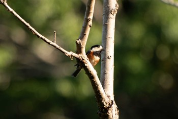 Varied Tit 館山野鳥の森 Sat, 5/15/2021