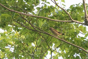 カワラヒワ 館山野鳥の森 2021年5月15日(土)