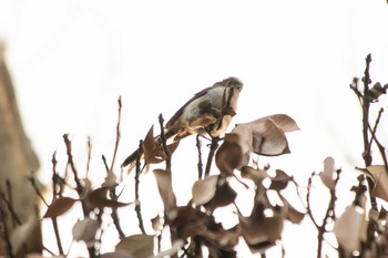 エナガ 館山野鳥の森 2021年5月15日(土)